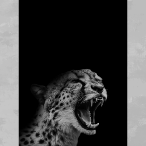 Cheetah B&W